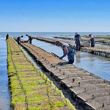 Huîtres et ma Ré | producteur et vente d'huîtres de l'île de Ré