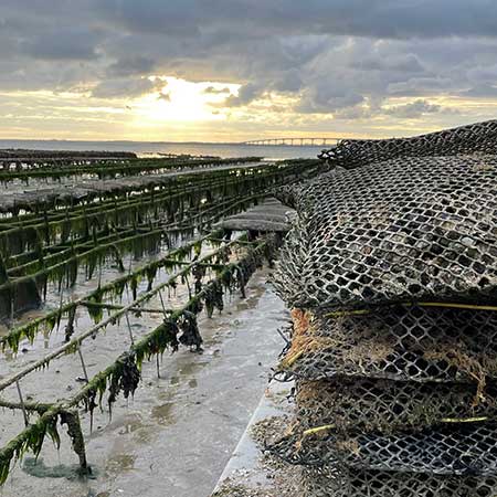 Huîtres et ma Ré | producteur et vente d'huîtres de l'île de Ré