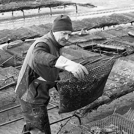 Huîtres et ma Ré | producteur et vente d'huîtres de l'île de Ré