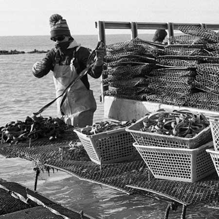 Huîtres et ma Ré | producteur et vente d'huîtres de l'île de Ré