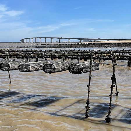 Huîtres et ma Ré | producteur et vente d'huîtres de l'île de Ré