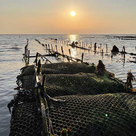 Huîtres et ma Ré | producteur et vente d'huîtres de l'île de Ré