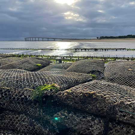 Huîtres et ma Ré | producteur et vente d'huîtres de l'île de Ré